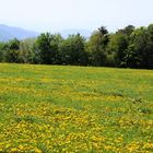  Eine Löwenzahnwiese in Stattegg bei Graz