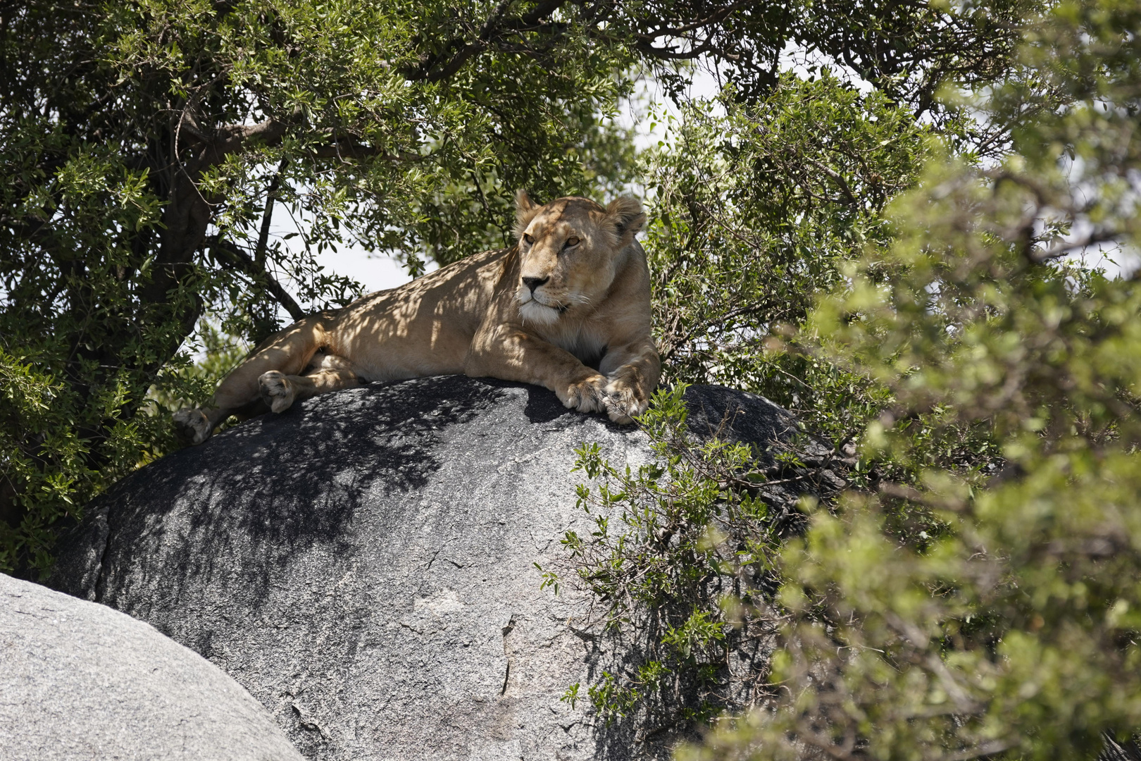 Eine Löwin im Serengeti Nationalpark 