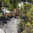 Eine Löwin im Serengeti Nationalpark 