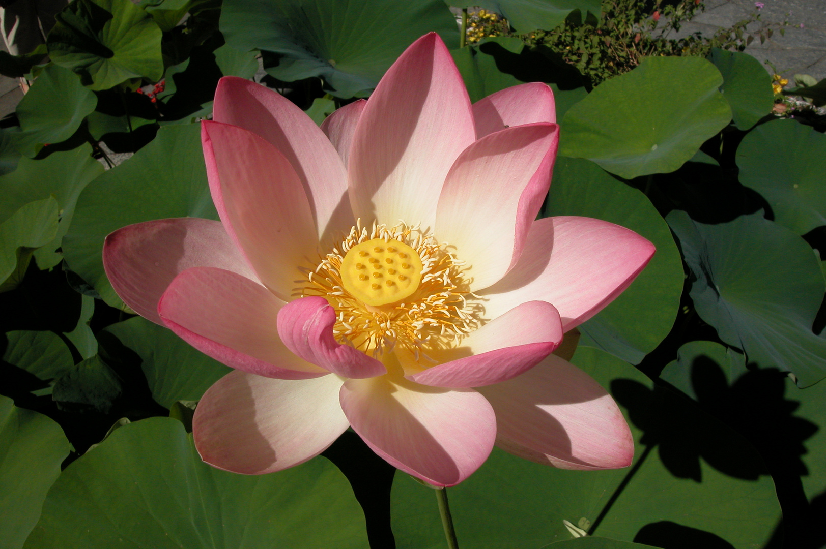 eine Lotusblüte