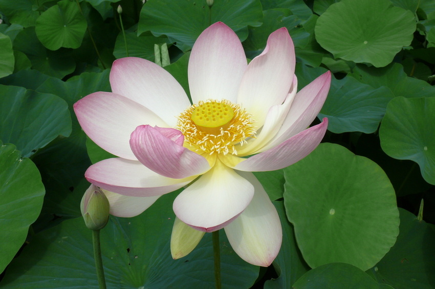Eine Lotusblüte