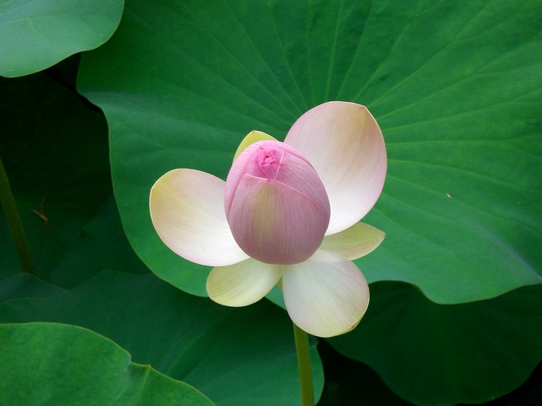 eine Lotusblume....