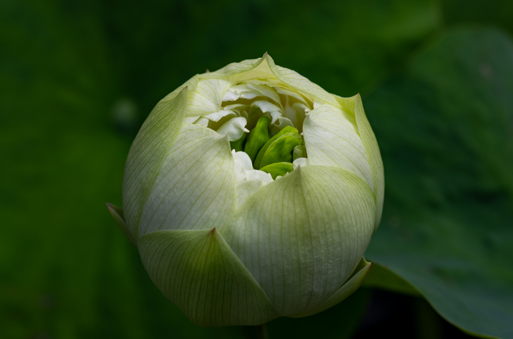 Eine Lotusknospe vor der vollen Blüte.