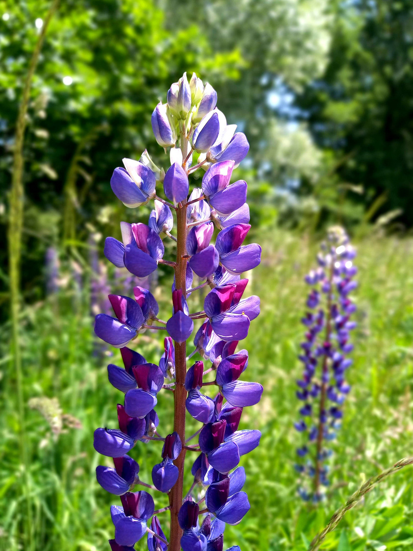 eine Lupine zum Donnerstag