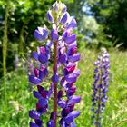 eine Lupine zum Donnerstag