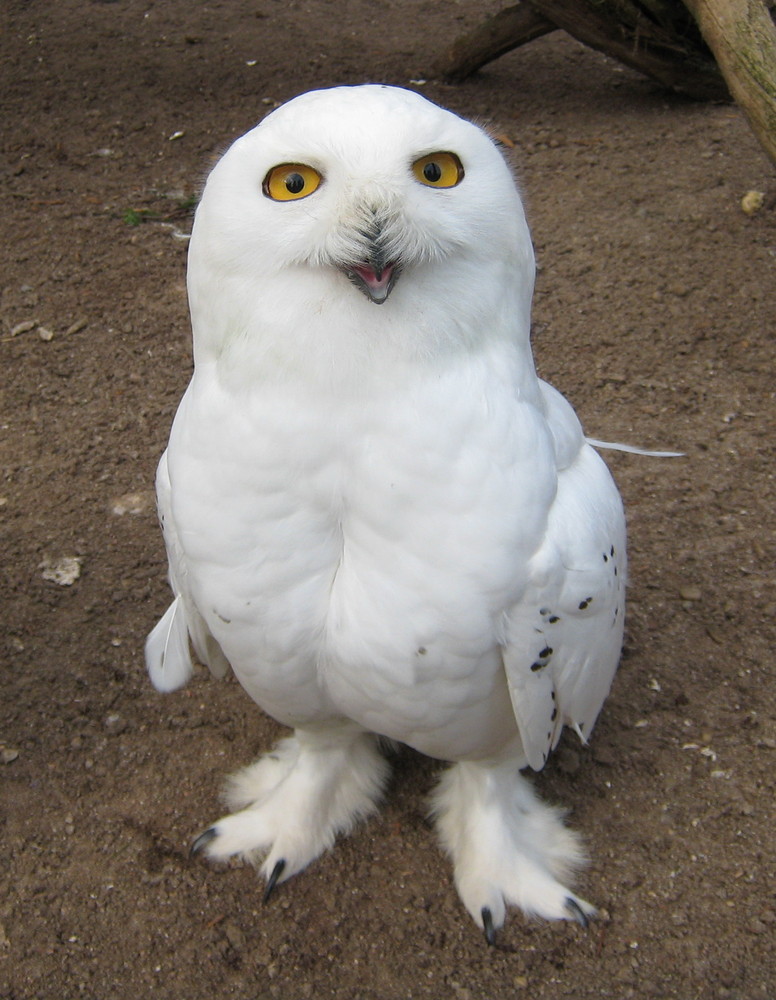 Eine lustige Eule Foto & Bild | tiere, zoo, wildpark & falknerei, vögel