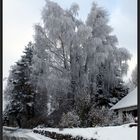 Eine mächtige Birke...