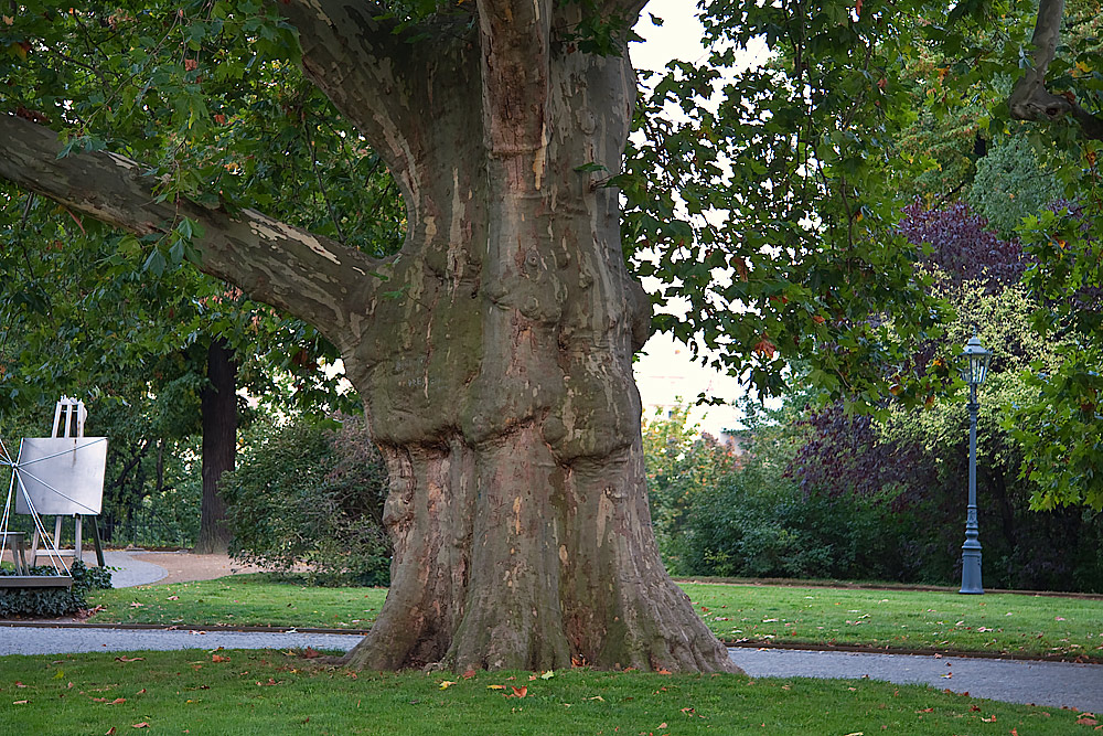 eine mächtige Platane in Dresden