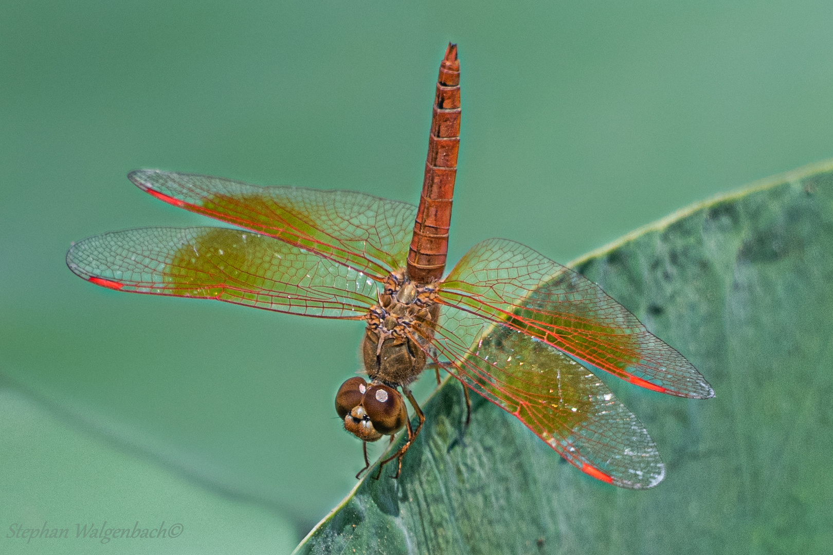 Eine männliche Bernsteinlibelle (Brachythemis contaminata)