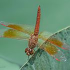 Eine männliche Bernsteinlibelle (Brachythemis contaminata)