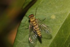 Eine männliche Schnepfenfliege (Chrysopilus helvolus)