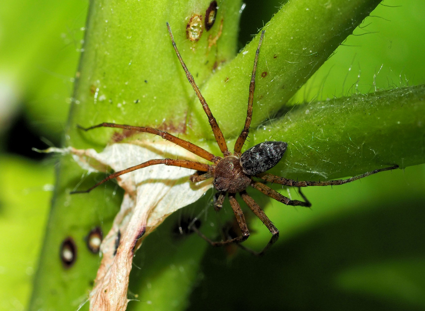 Eine männliche Spinne...