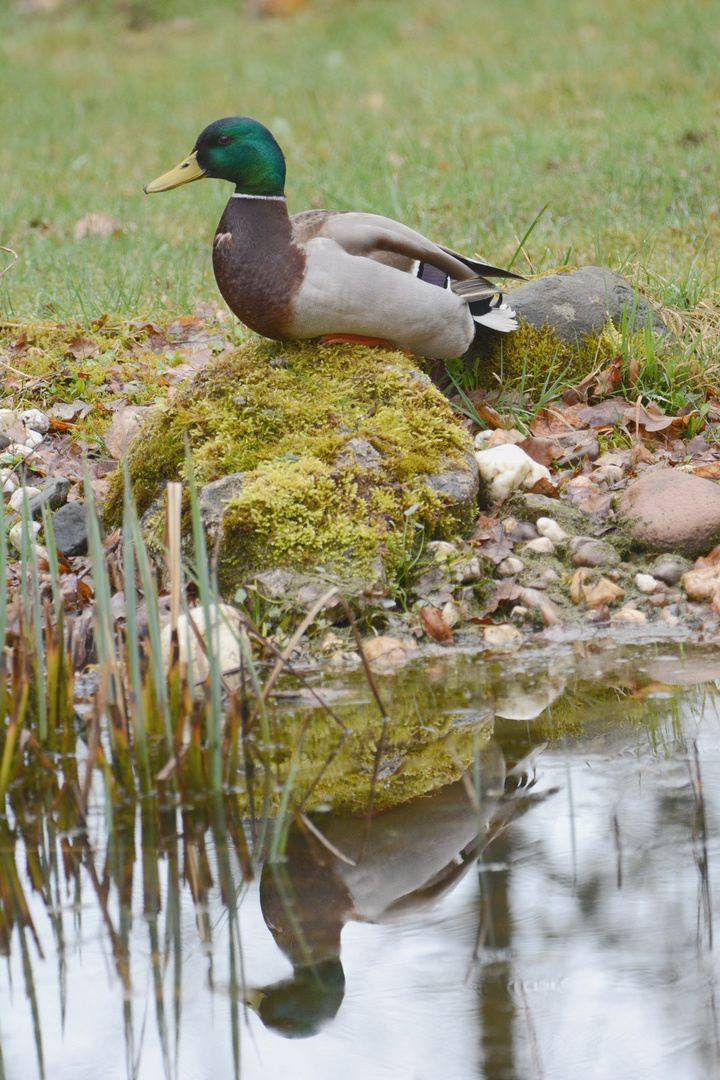 Eine männliche Stockente thront an meinem Teich