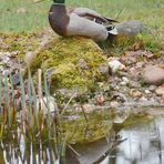 Eine männliche Stockente thront an meinem Teich