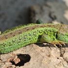 Eine männliche Zauneidechse liegt auf der Lauer