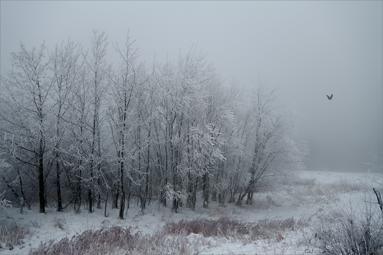 Eine märchenhafte Stille im Nebel