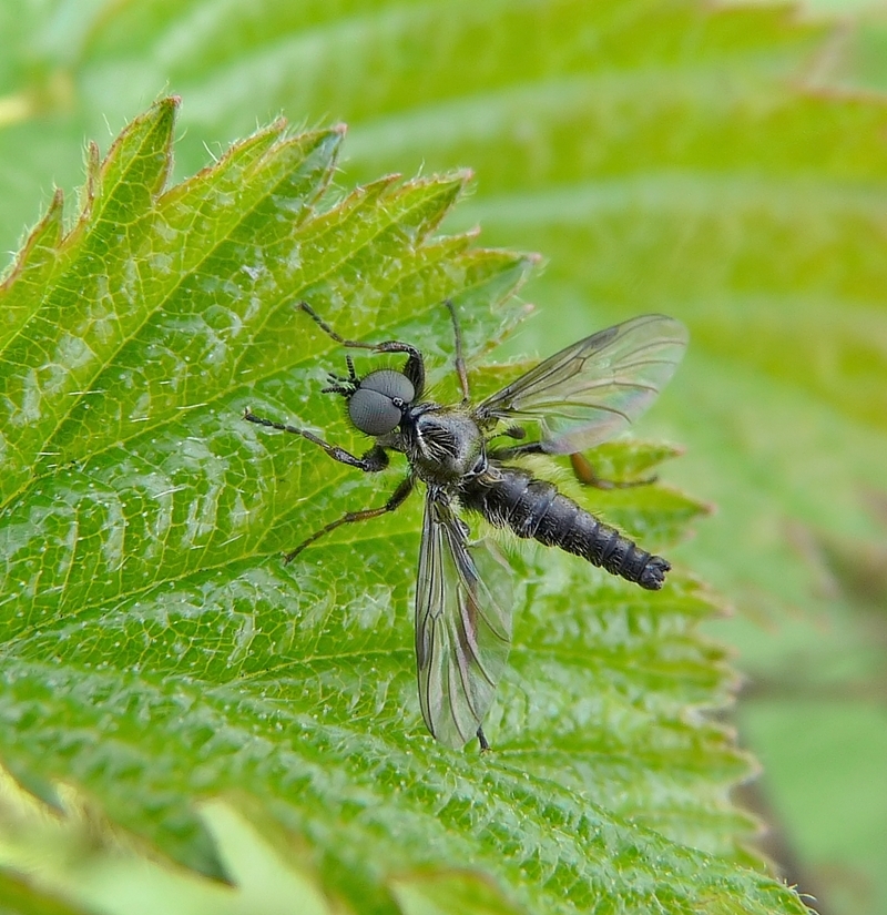 eine Märzfliege