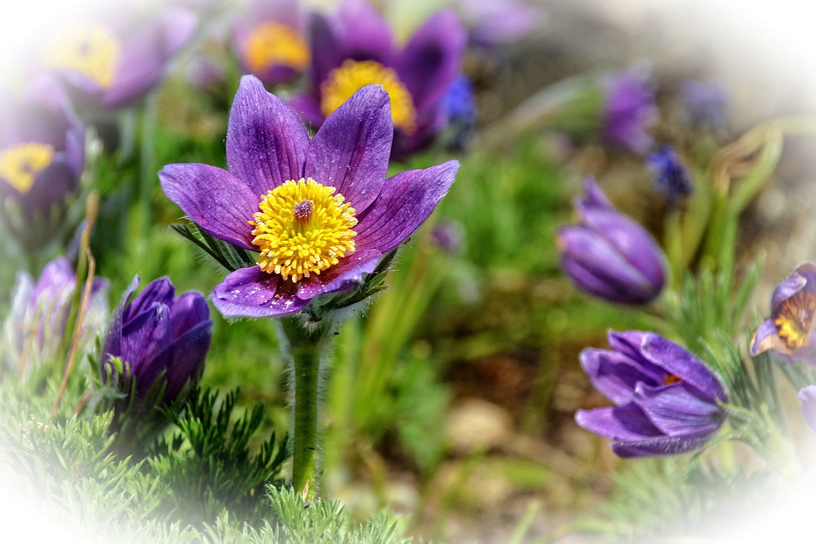 Eine magische Schönheit in violett