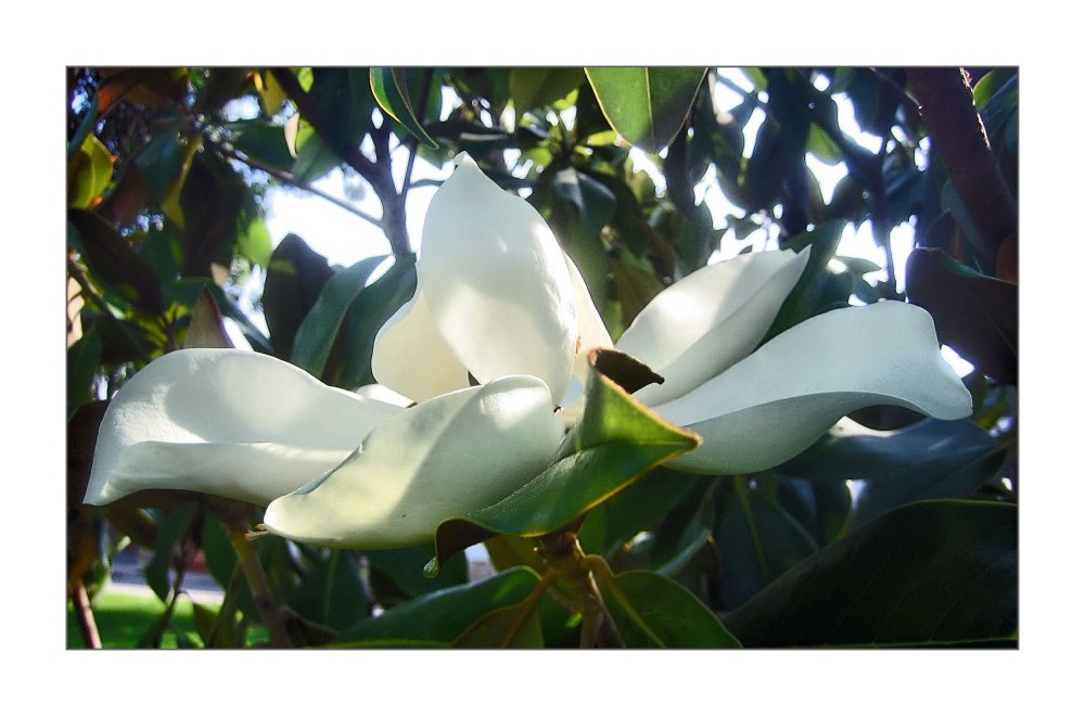 eine Magnolie....