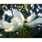 eine Magnolie....