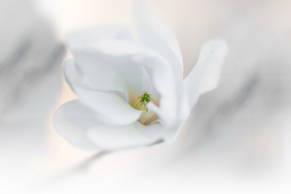 Eine Magnolie mit Herz