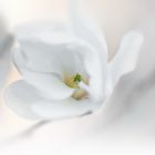 Eine Magnolie mit Herz