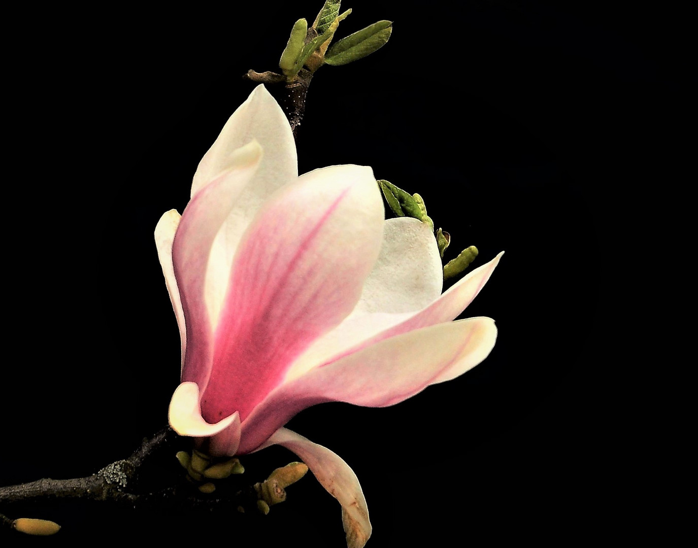 eine  Magnolienblüte 