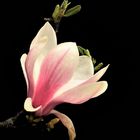 eine  Magnolienblüte 