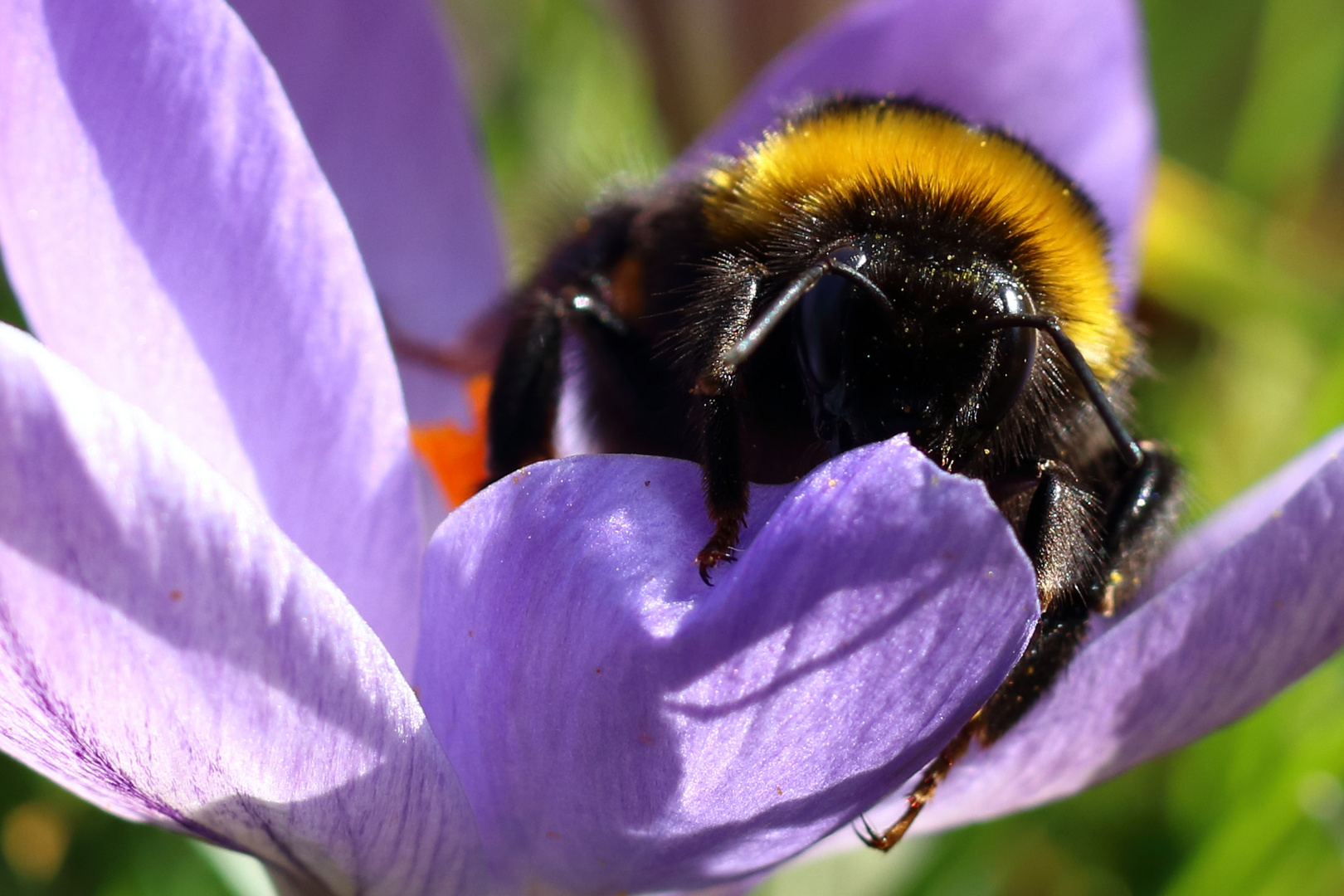 Eine Mahlzeit für Bienen und Hummeln ...