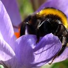 Eine Mahlzeit für Bienen und Hummeln ...