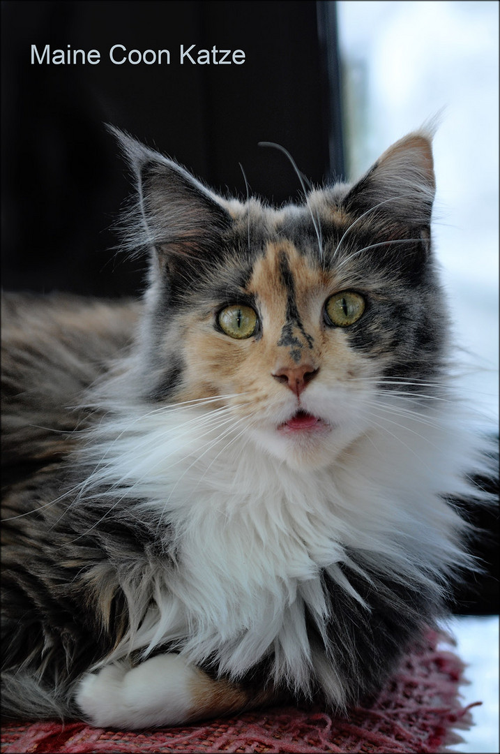 Eine Maine Coon Katze Foto &amp; Bild tiere, haustiere, katzen Bilder