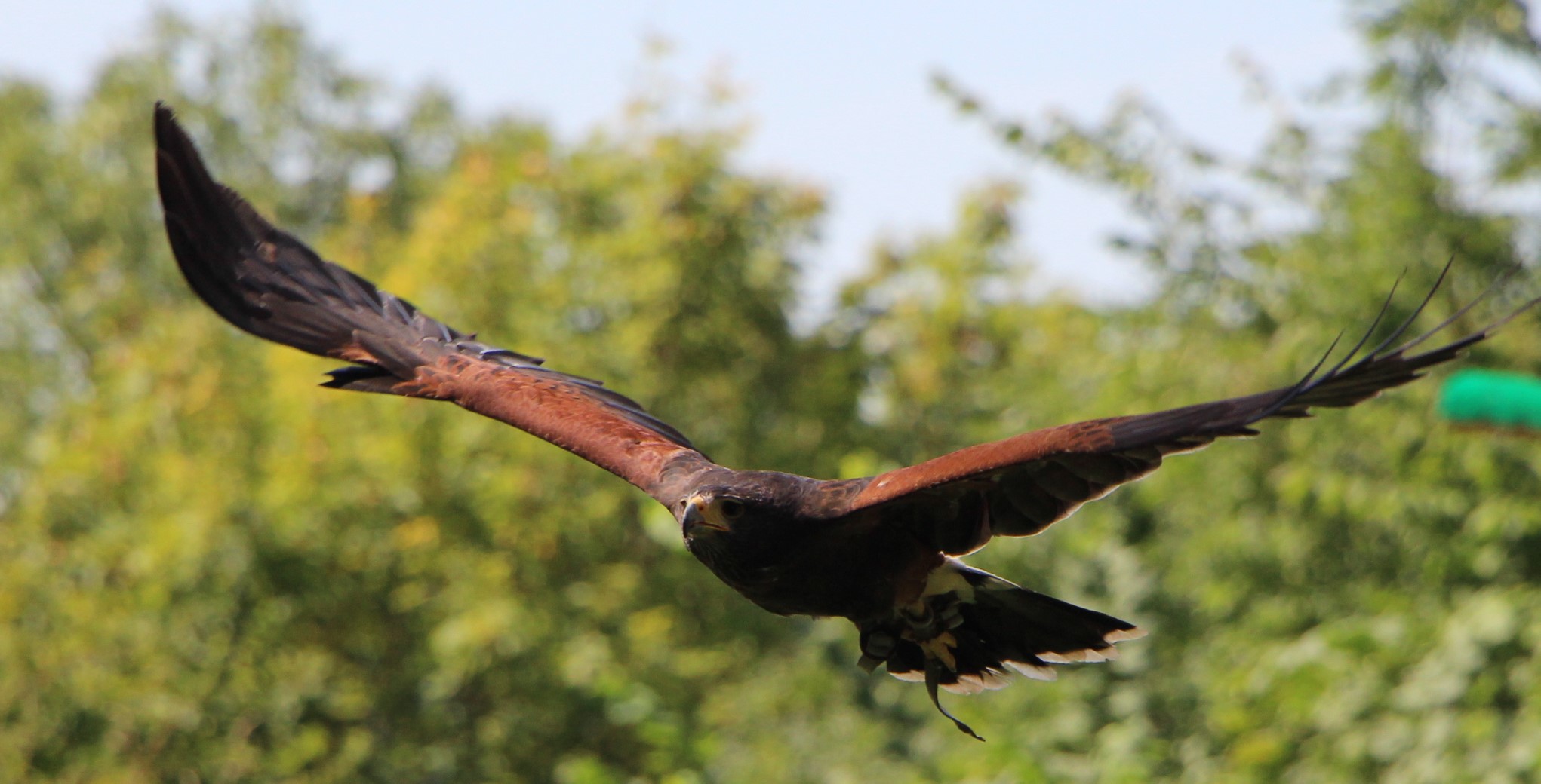 eine majestätische Fliegerin