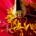 Eine Makro Aufnahme von einem Schmetterlingskopf !