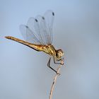 Eine Makro Versuchs Libelle