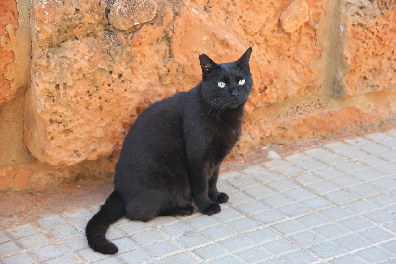 Eine Mallorquinische Katze