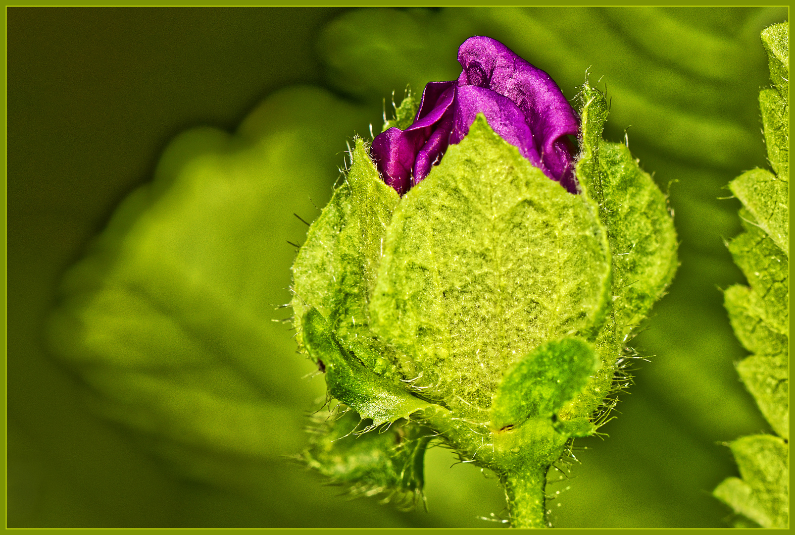 Eine Malvenblüte erwacht um Leben