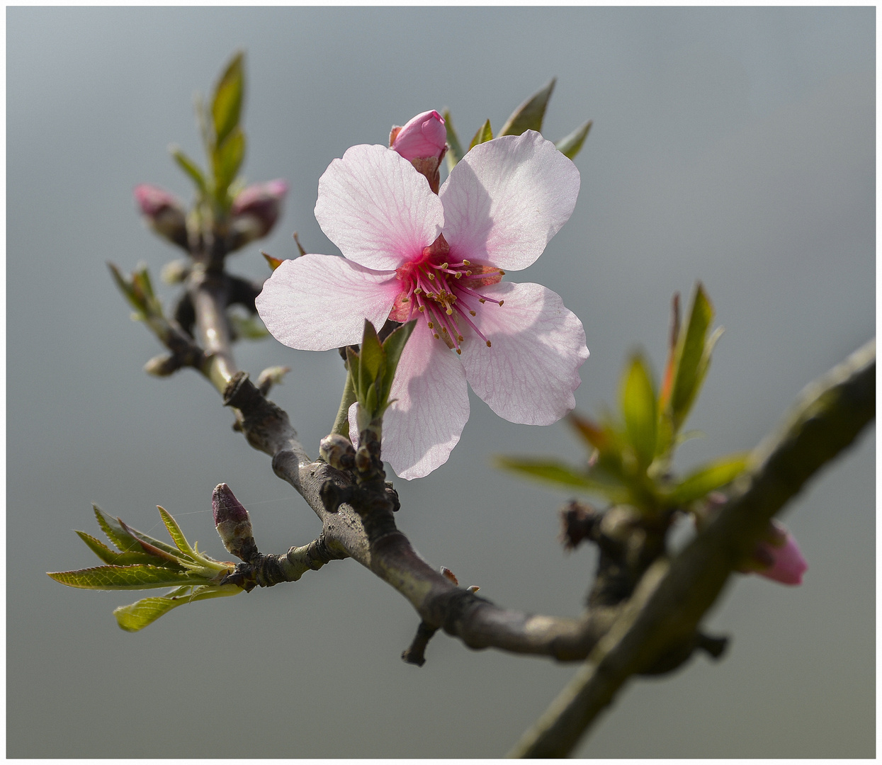 Eine Mandelblüte