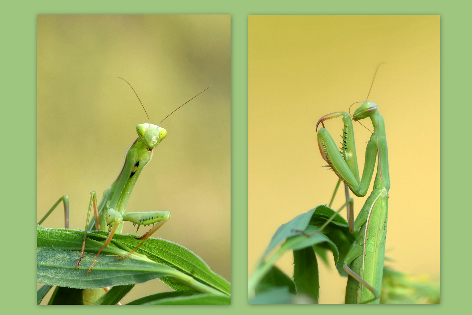 Eine Mantis - zwei Aufnahmen