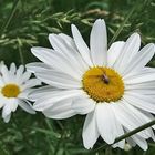 Eine Margarittenblüte mit Besucher