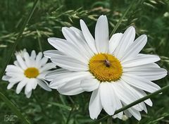 Eine Margarittenblüte mit Besucher