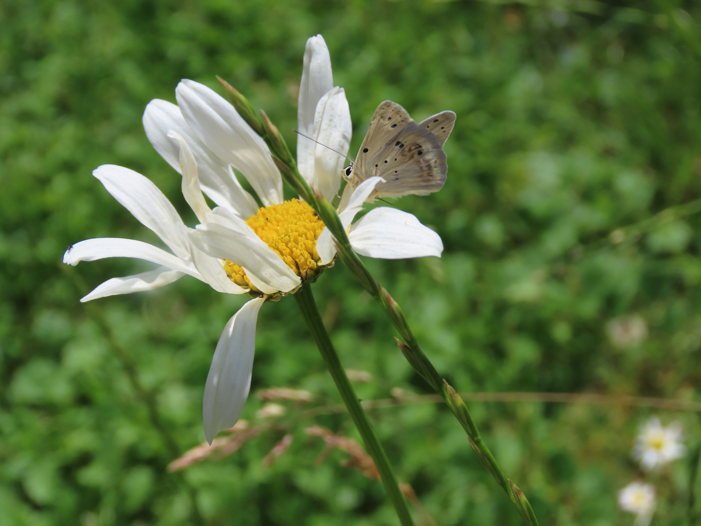 Eine Margerite mit Besuch...