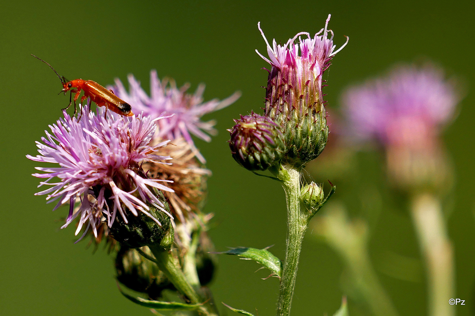 Eine Mariendistel hat Besuch ...