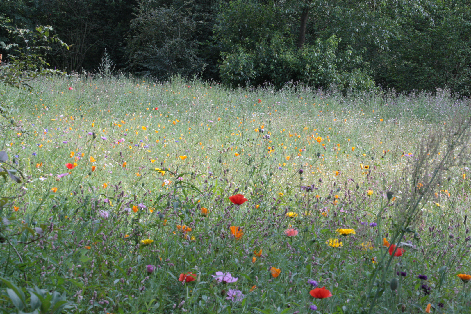 eine marlerische Waldwiese