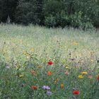 eine marlerische Waldwiese