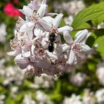 eine Mauerbiene auf Nahrungssuche