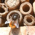 Eine Mauerbiene mauert ihre Niströhre zu 