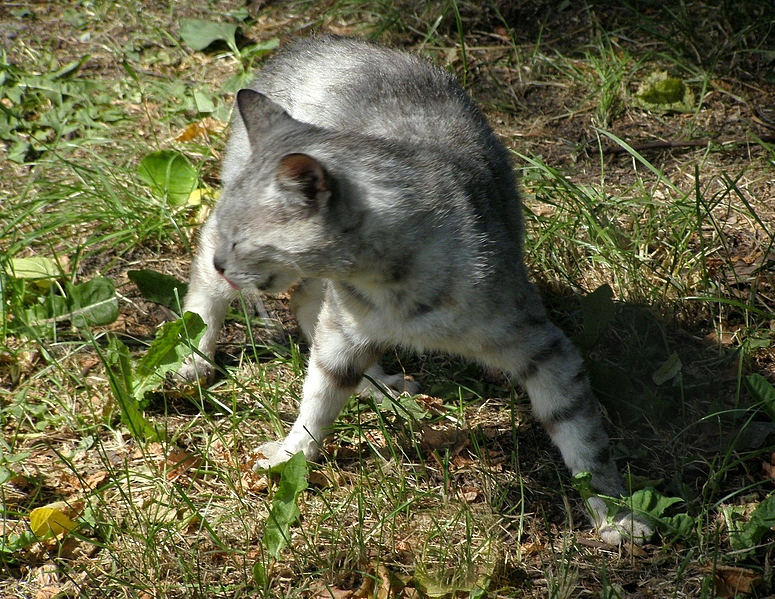 ....eine Maus !