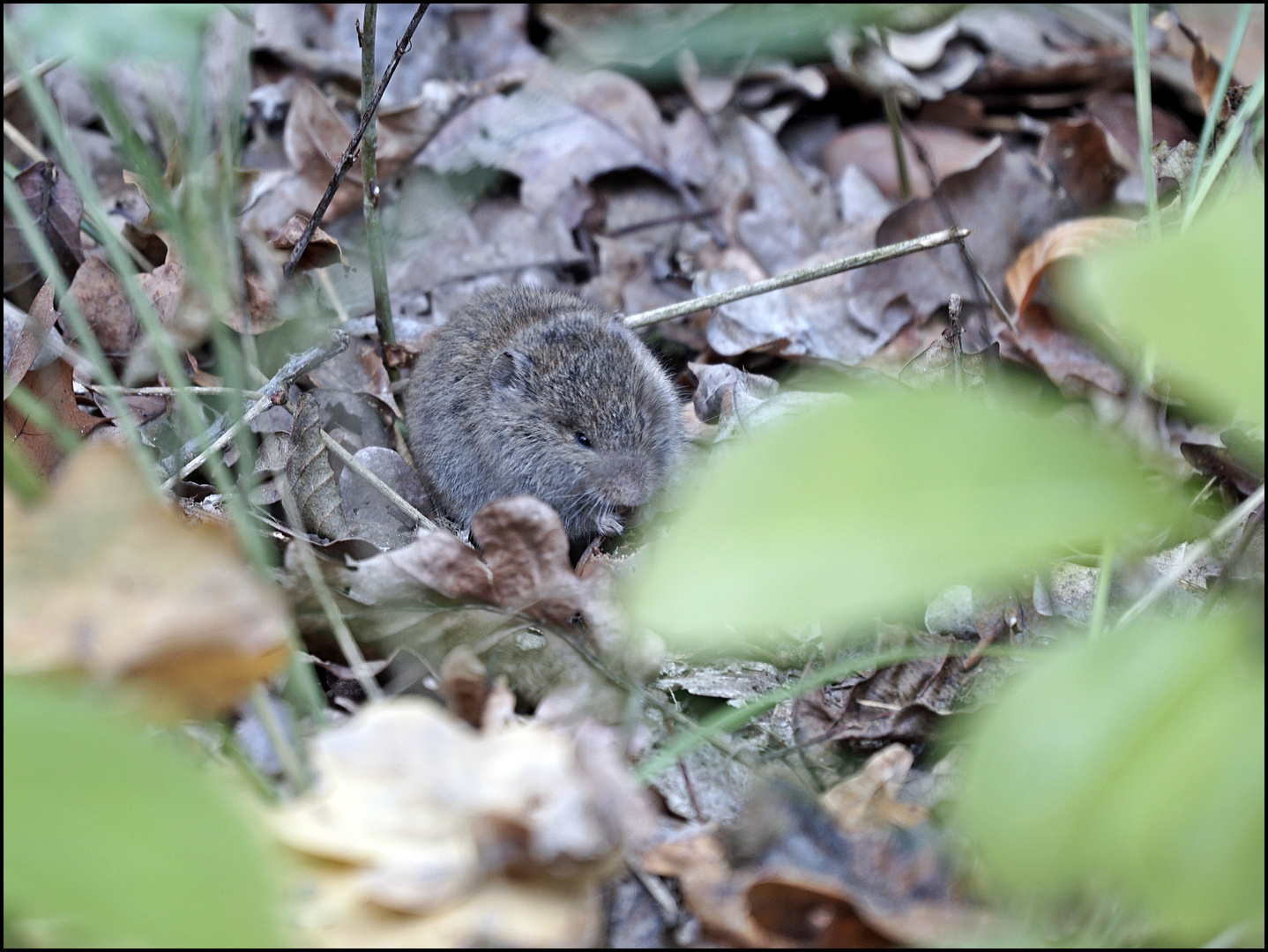 Eine Maus