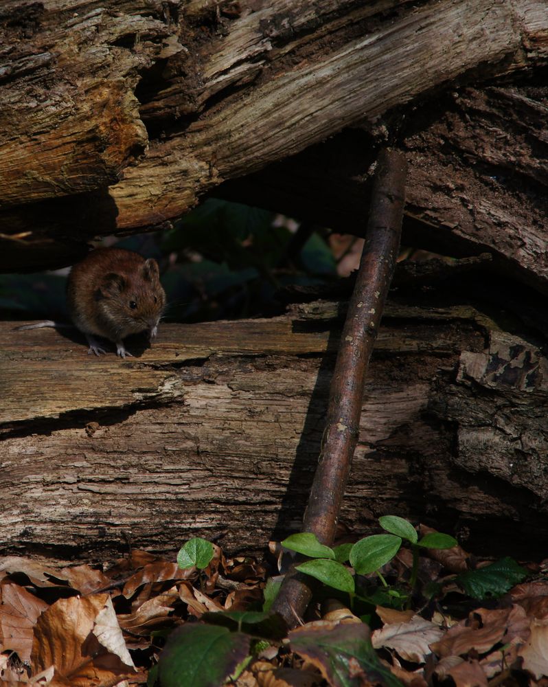 Eine Maus am Wegesrand