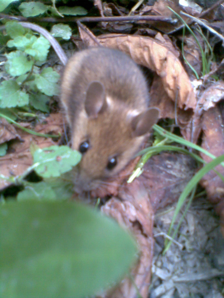 Eine Maus im Feld